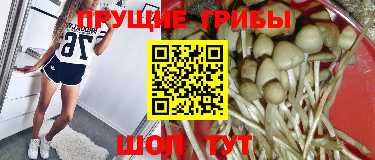 Ишим  Псилоцибиновые грибы Psilocybine cubensis  Вход с VPN 